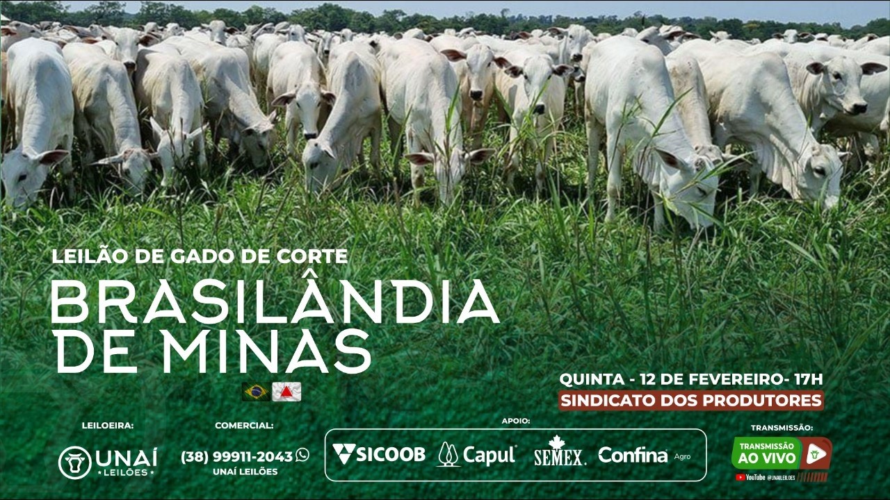 LEILÃO DE GADO DE CORTE DA UNAÍ LEILÕES EM BRASILÂNDIA - MG -12-02-2026