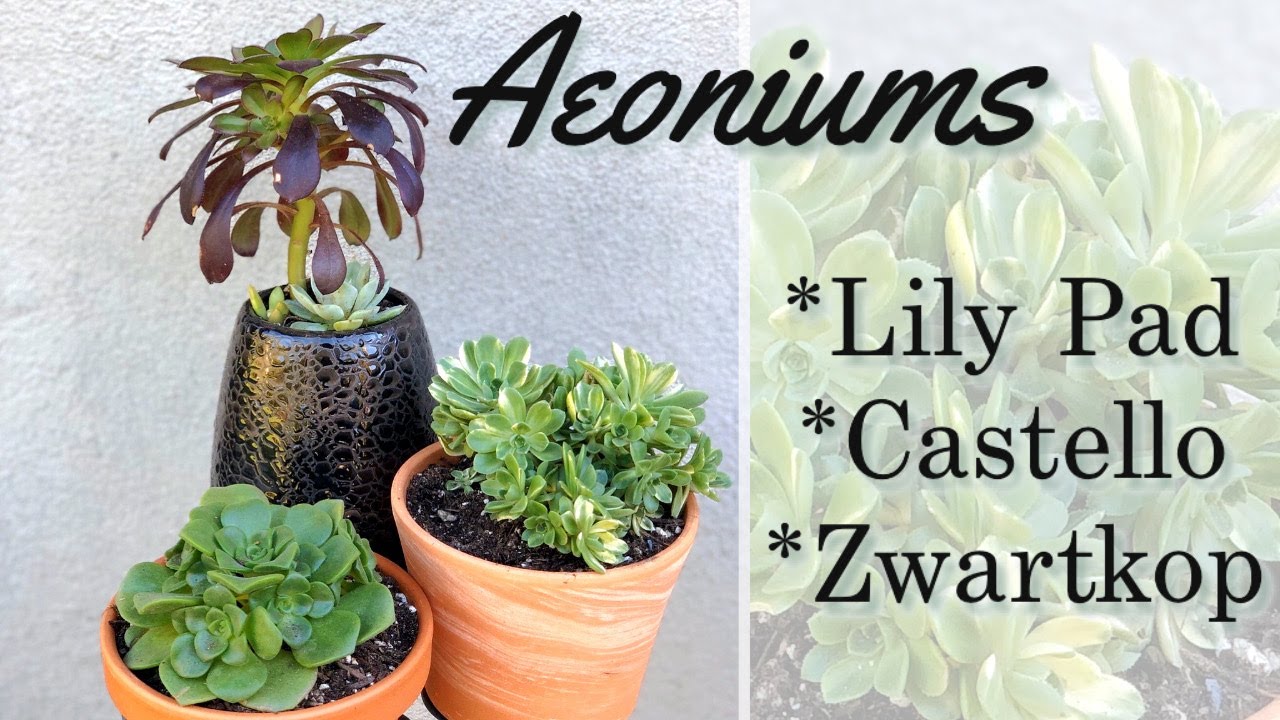 Aeoniums | Lily Pad | Castello Paivae Variegado | Zwartkop