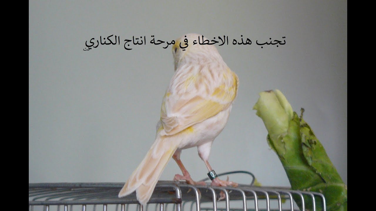 الاخطاء والمشاكل التي واجهتها فيها في انتاج كناري الساتيني2020