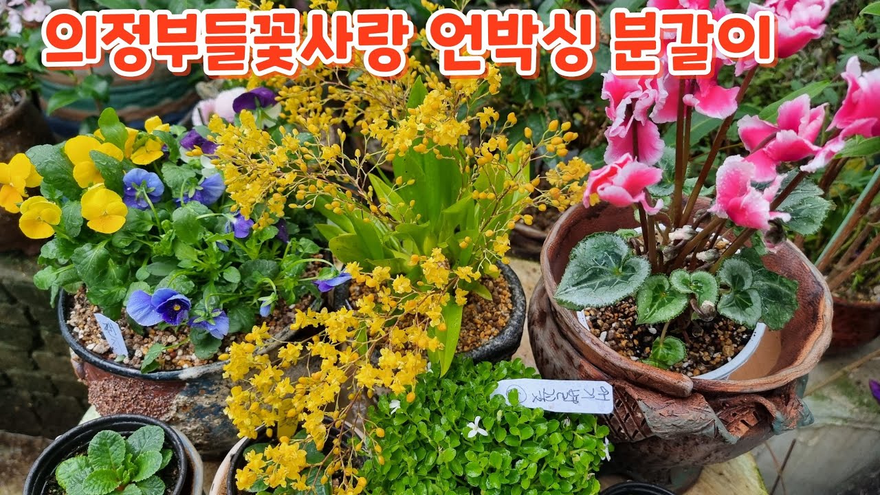 #환타지아난 #프릴씨클라멘 #팬지 #분갈이 의정부들꽃사랑 언박싱