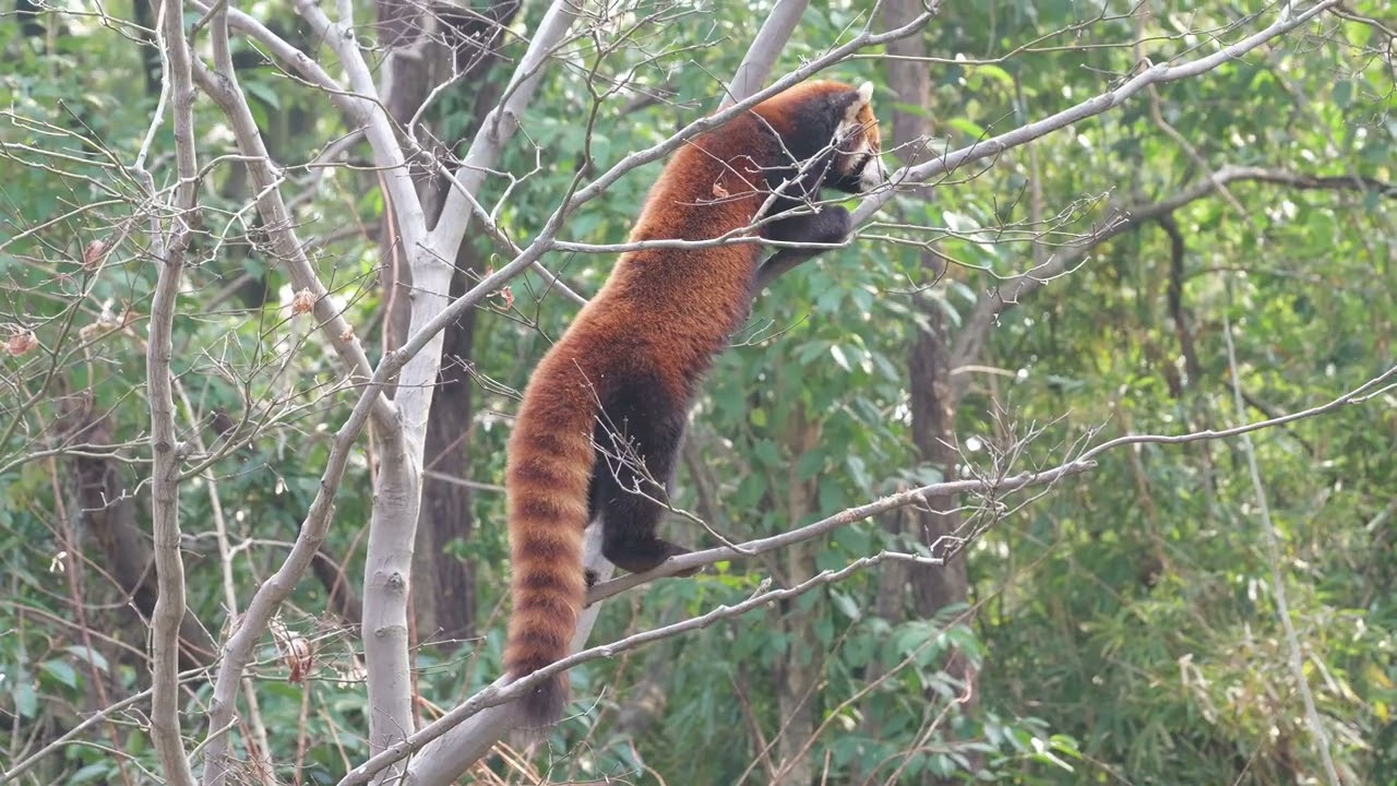 Almost fell off the tree, did anyone see me?
