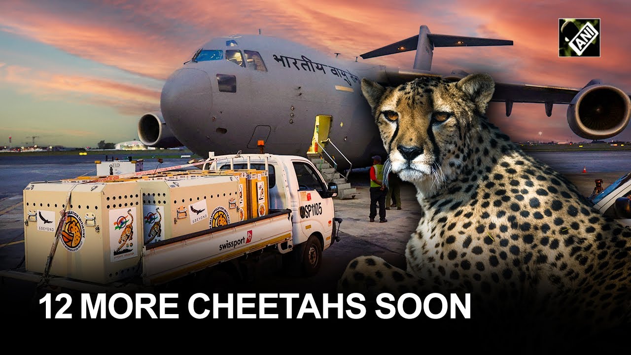 India ready to welcome 12 more Cheetahs at Kuno National Park from South Africa