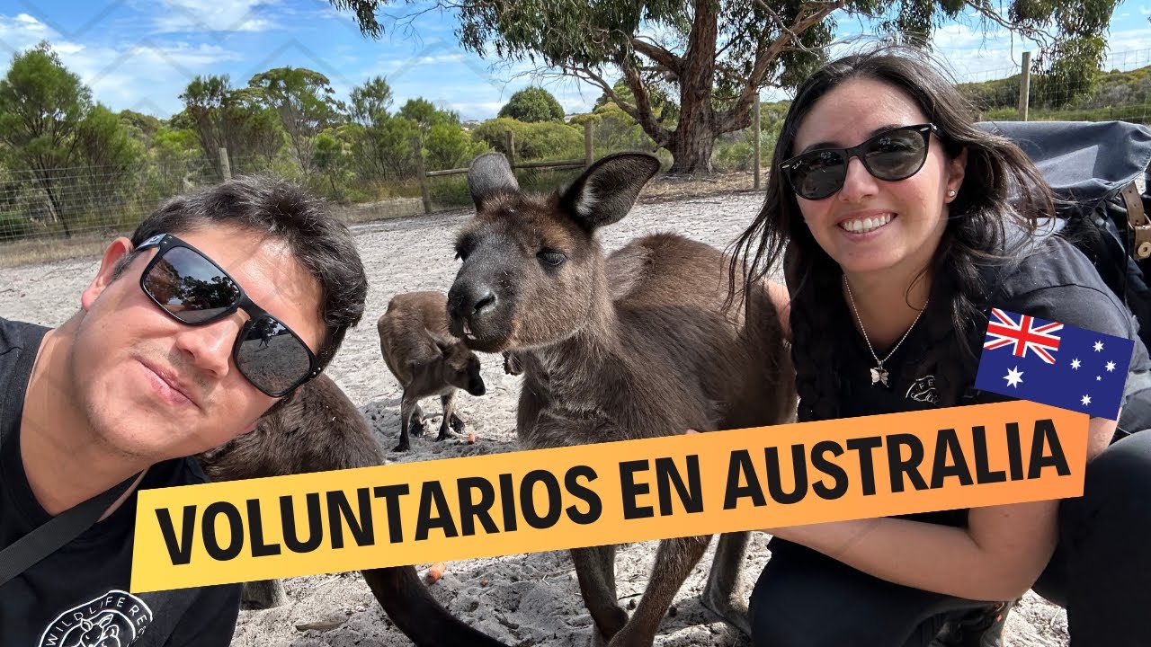 ¡Canguros y koalas heridos! Nuestra labor como voluntarios en Australia 🦘💔