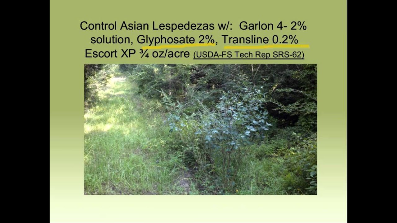 Native Alternatives for Food Plots in the Longleaf Ecosystem - Part I.