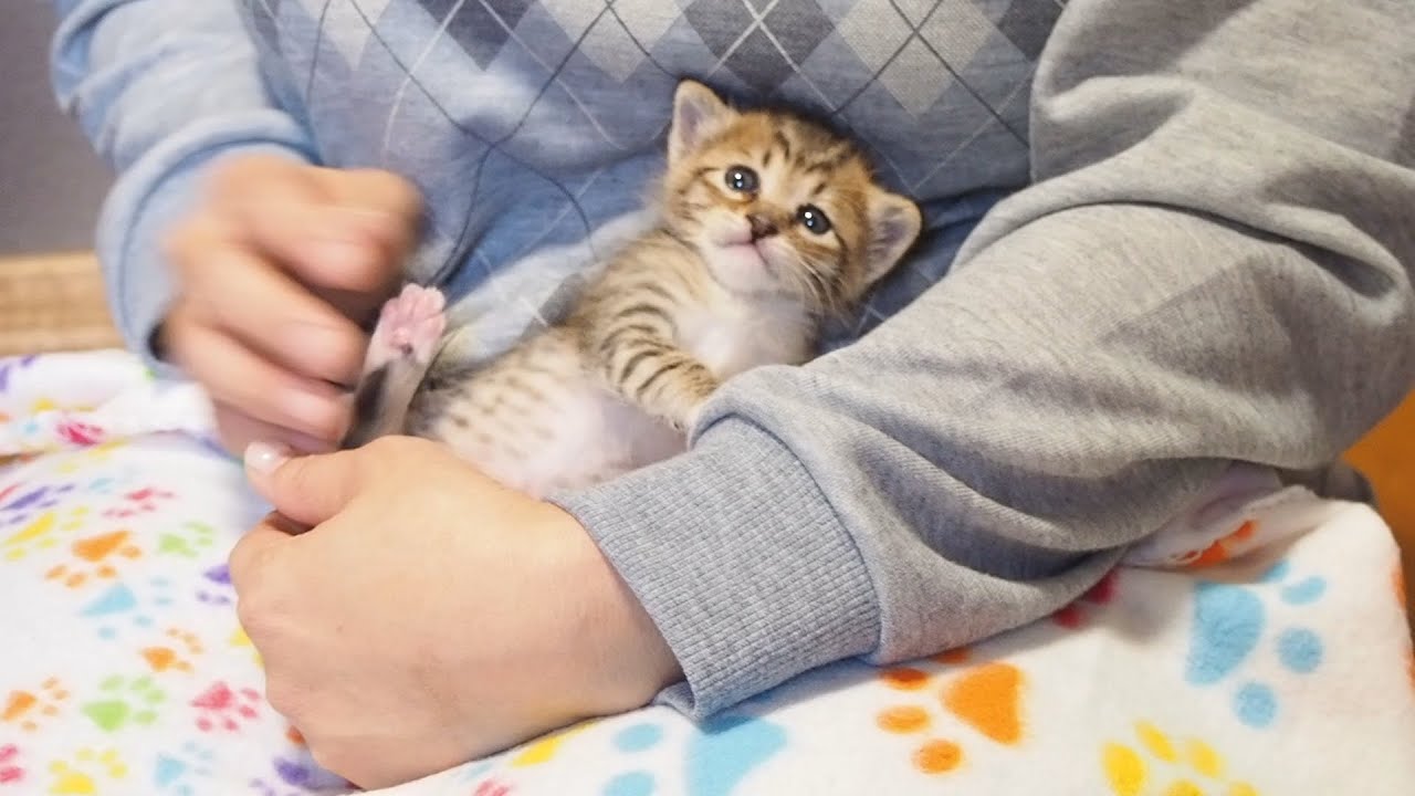 Кот с грустным лицом становится счастливым лицом на коленях хозяина