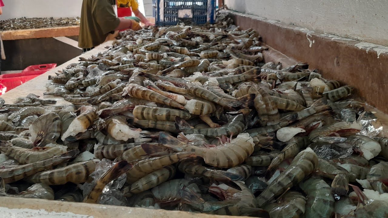 Panen Udang Windu Size 25 di Tambak Tarakan