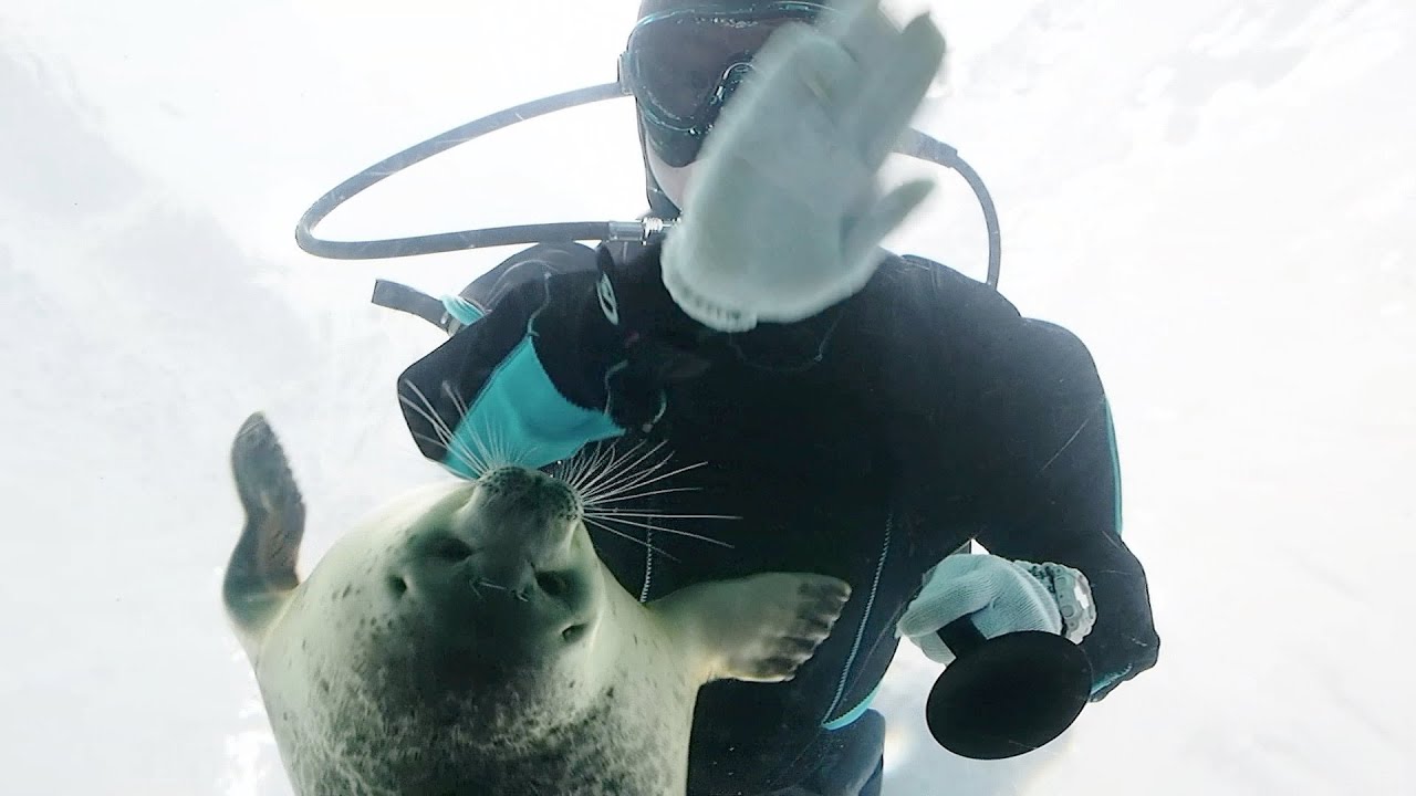 【水中編】お掃除中の飼育員さんの軍手を取ろうとするワモンアザラシのミゾレちゃん