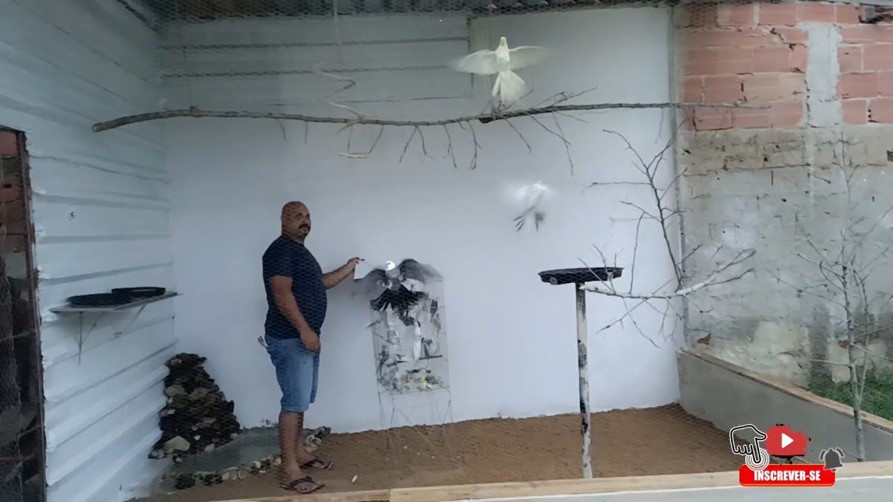 Soltando as calopsitas no viveiro #calopsita #aves #bomdia #video #amor #viral