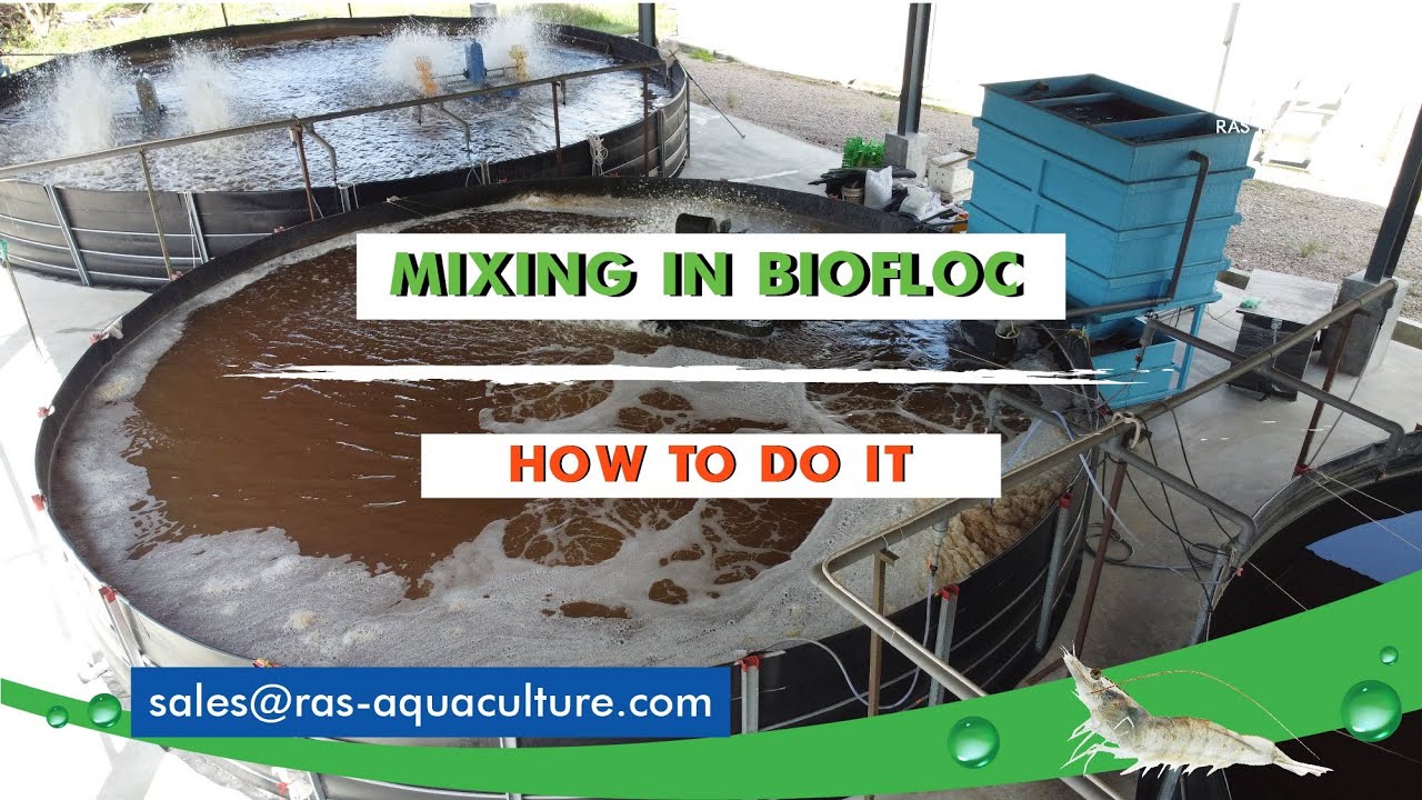 How Important is Mixing for Biofloc Shrimp Farming? | Type of Mixing System for Aquaculture