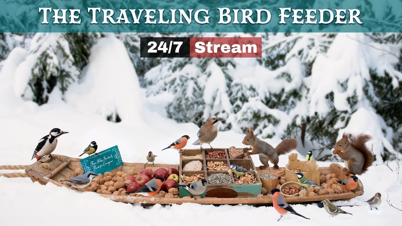 The Traveling Bird Feeder - Relax With Squirrels & Birds (24/7 Stream)