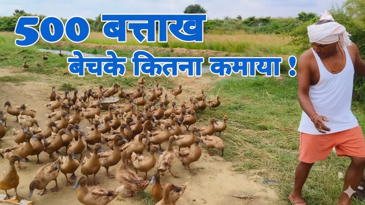 Duck Farming | 500 बत्ताख बेंच के कितना कमाया | Duck Farming in india | Forest Farming