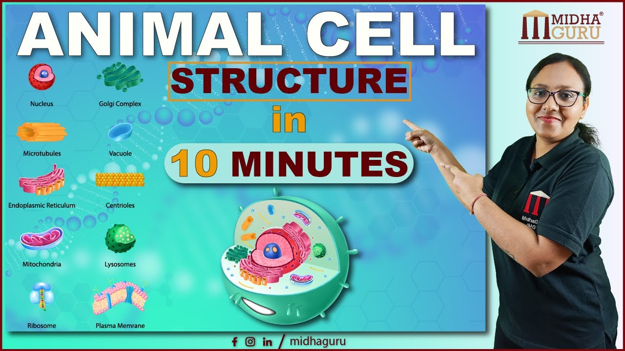 Animal Cell क्या है? | संरचना और कार्य | Cell organelles | Basic Science Series
