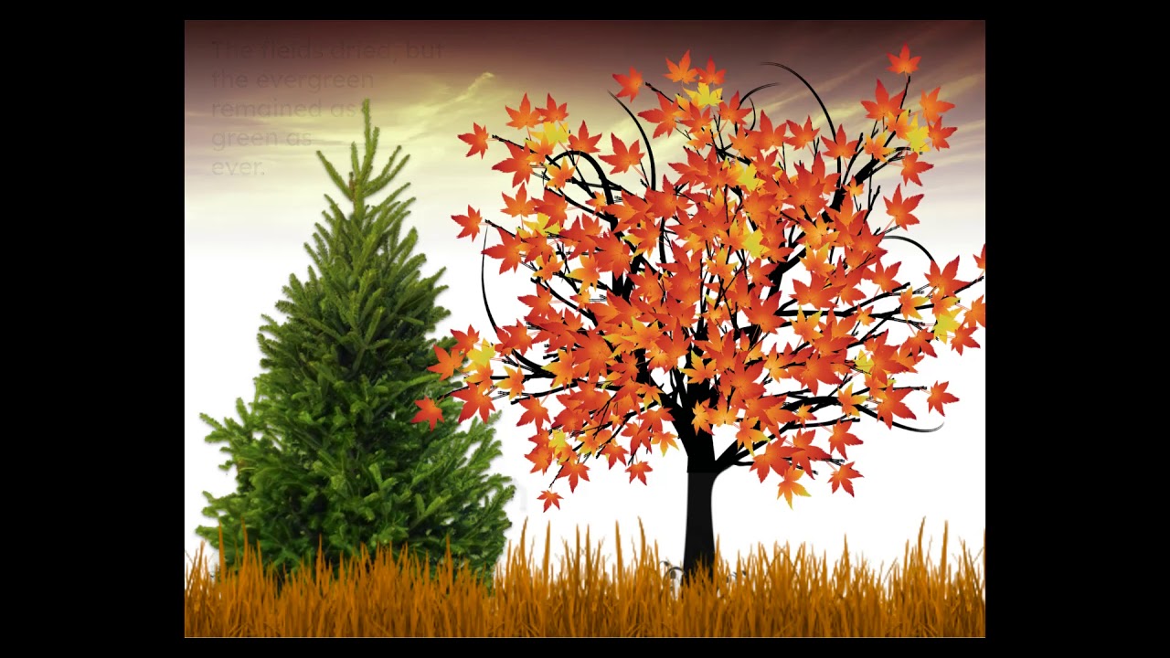 The Evergreen Tree - Read Aloud
