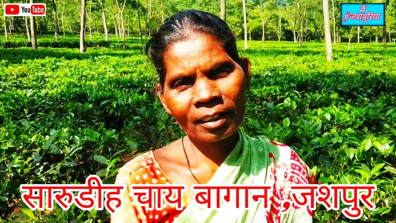 Saarudih tea garden ,jashpur सारुडीह चाय बागान ,स्वसहायता समूह ,जशपुर .