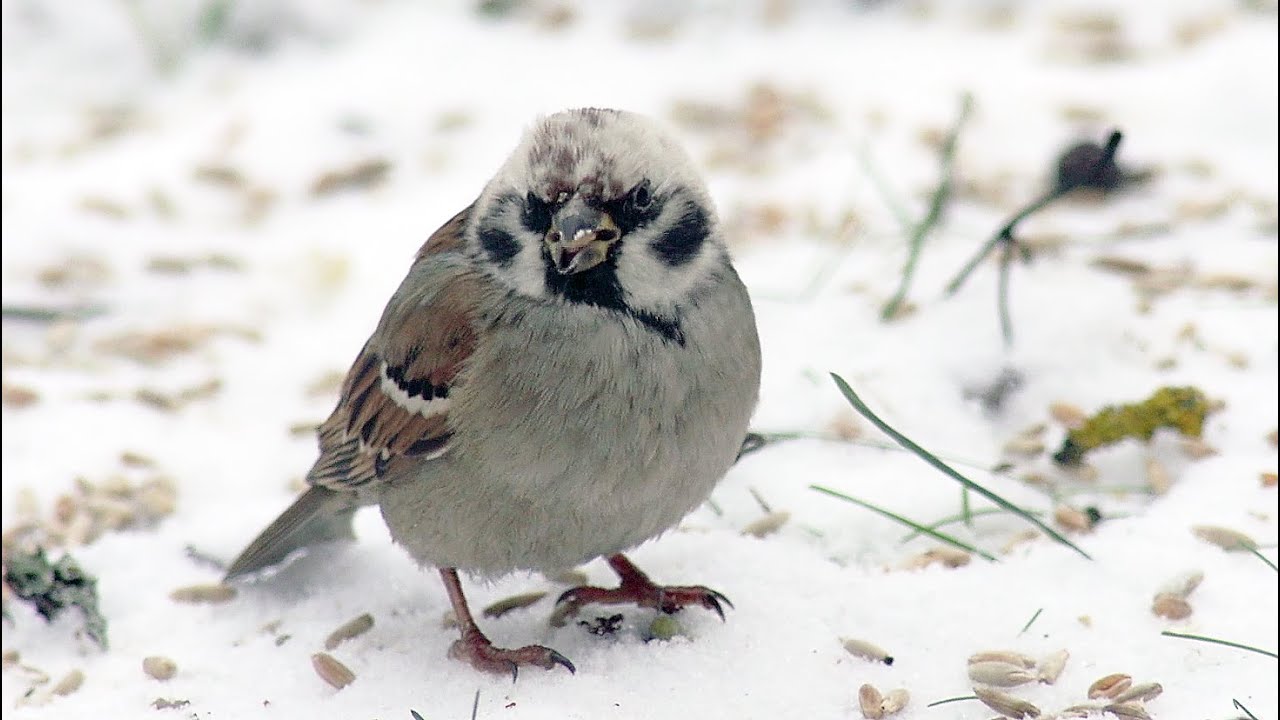 Полевой воробей (Passer montanus) - Tree sparrow | Film Studio Aves