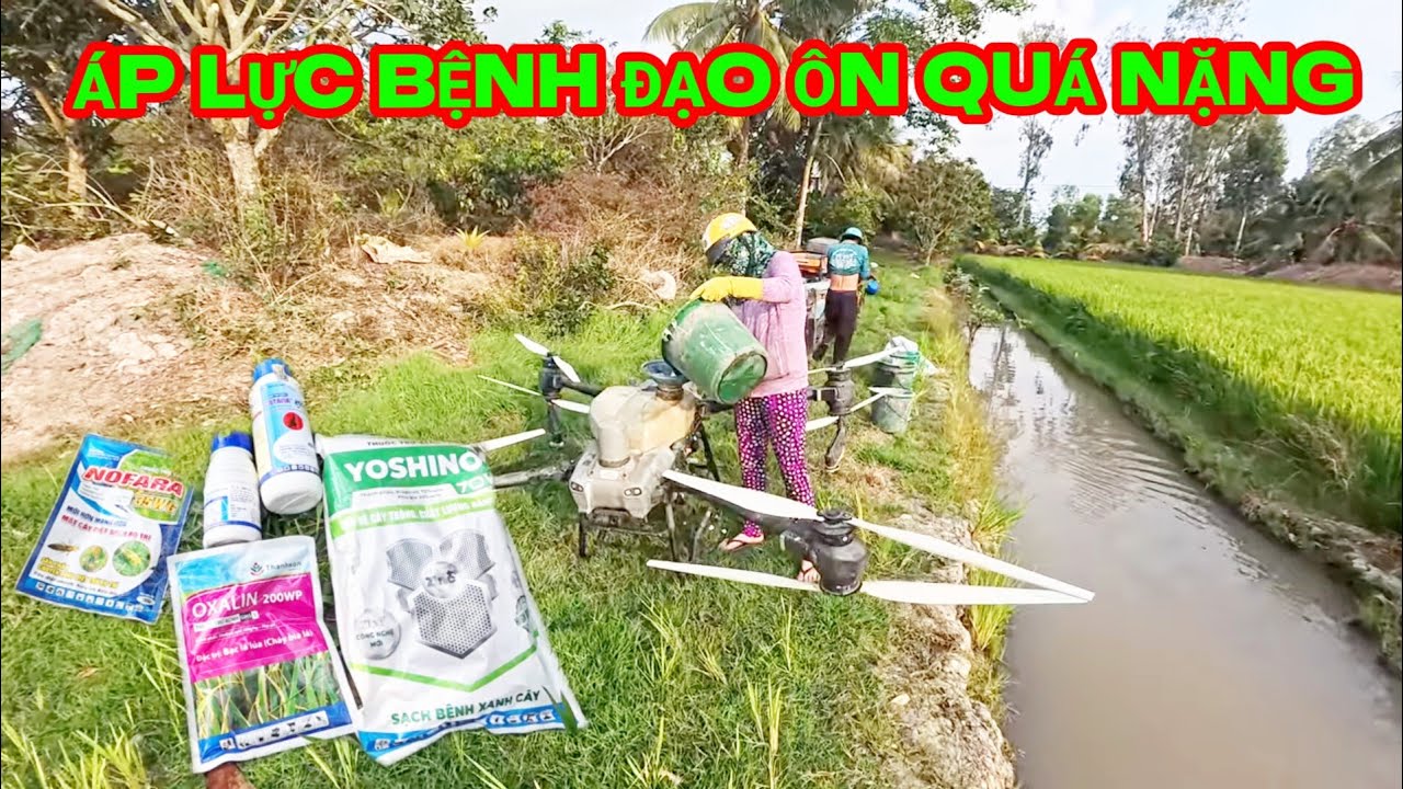 Những loại thuốc xịt cử công trái me , phòng áp lực bệnh đạo ôn cổ bông trên cây  lúa