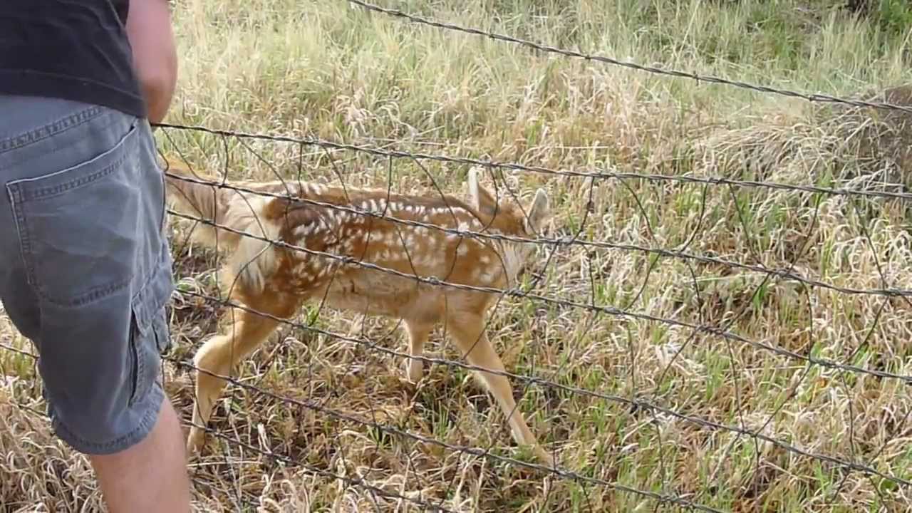 Fawn Deer Caught in Fence. Colorado