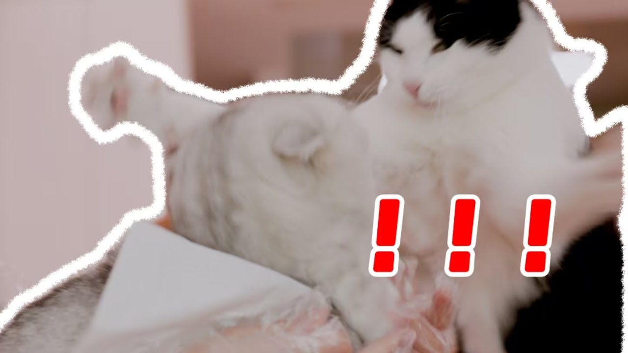 猫猫兄弟不和，多半是主人无德！｜花花与三猫 Cat Live