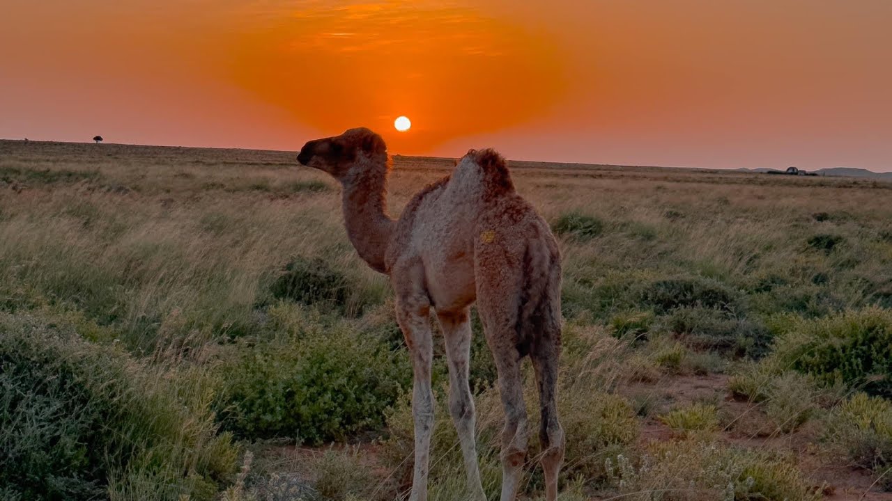 Afyaal madeey caliyow #Jiib amaan arlaadi       [afyaal Hubeer]❤️🐪