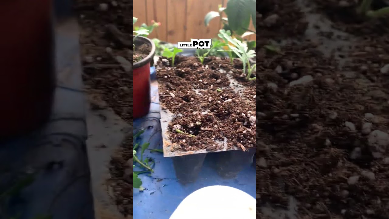 Starting Mum cuttings for Fall Plants