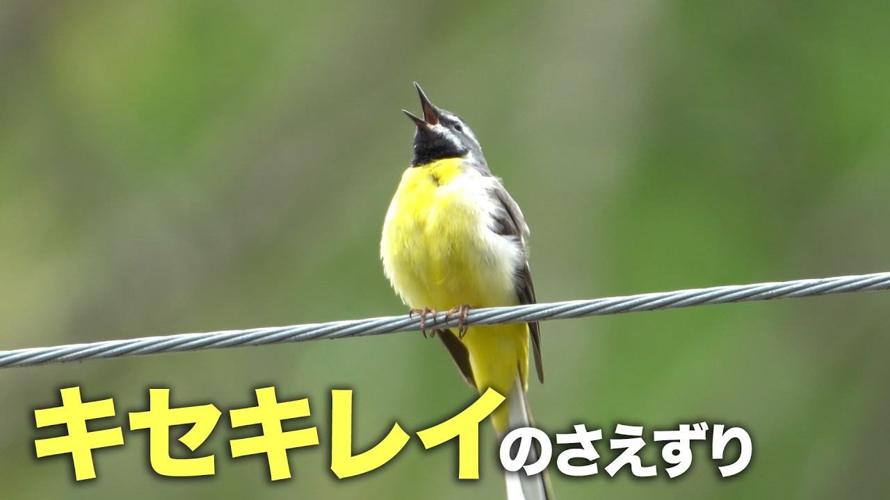 【野鳥】キセキレイのさえずり｜水辺に響く声（自然音・BGMなし）