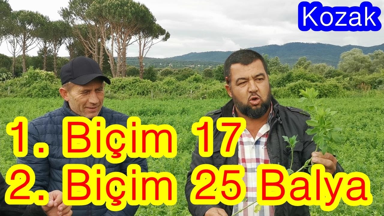 Yoncada Yüksek Verim ve Hızlı Gelişim  için Gübreleme Proğramı - Yapraktan Ve Tabandan Gübreleme