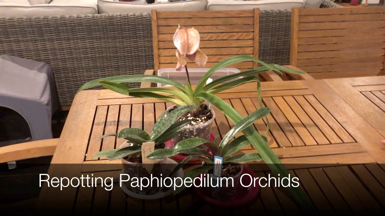 ORCHID CARE: Repotting Paphiopedilum Orchids