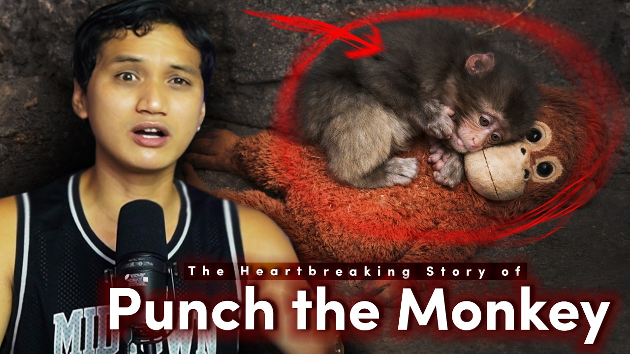 The Heartbreaking Story of Punch The Monkey