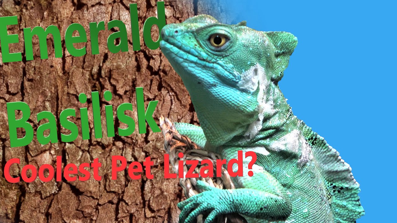 Basilisk Care 2021 Update - Plumed Basilisk Colony