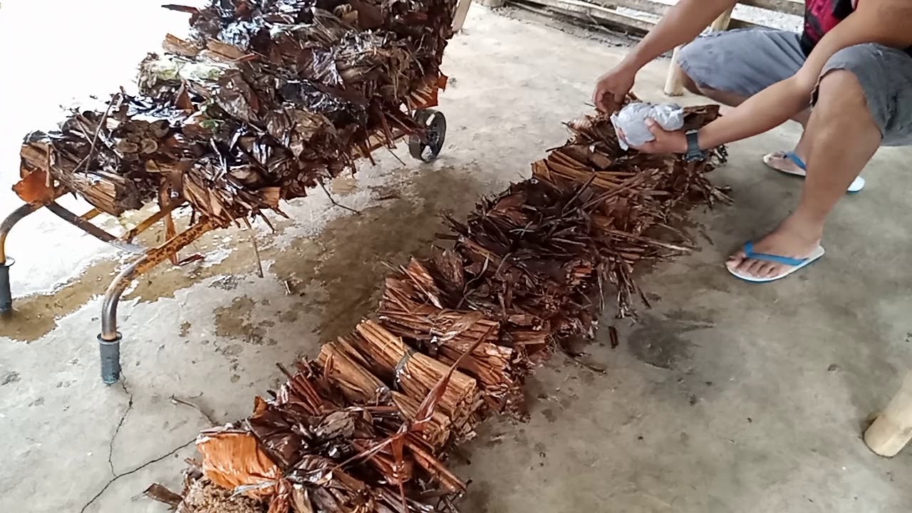 pag hango s ibinabad n dahon,at pagtatanim Ng kabuteng saging full video.
