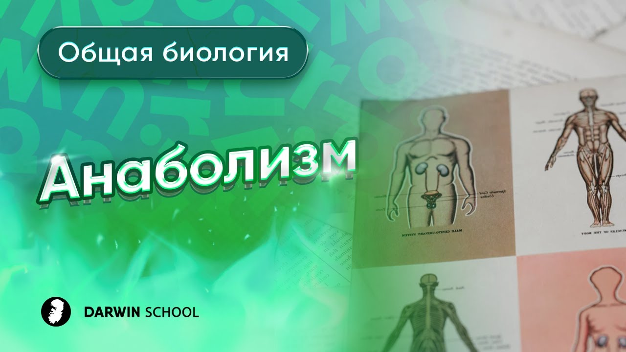 Тема №3: Анаболизм
