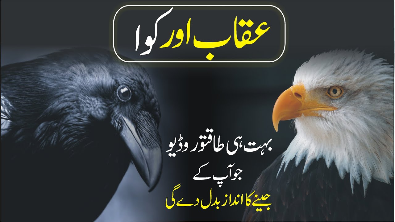 Eagle and Crow Best Powerful Motivational Video Inspirational Speech by Atif Khan Learn Kurooji