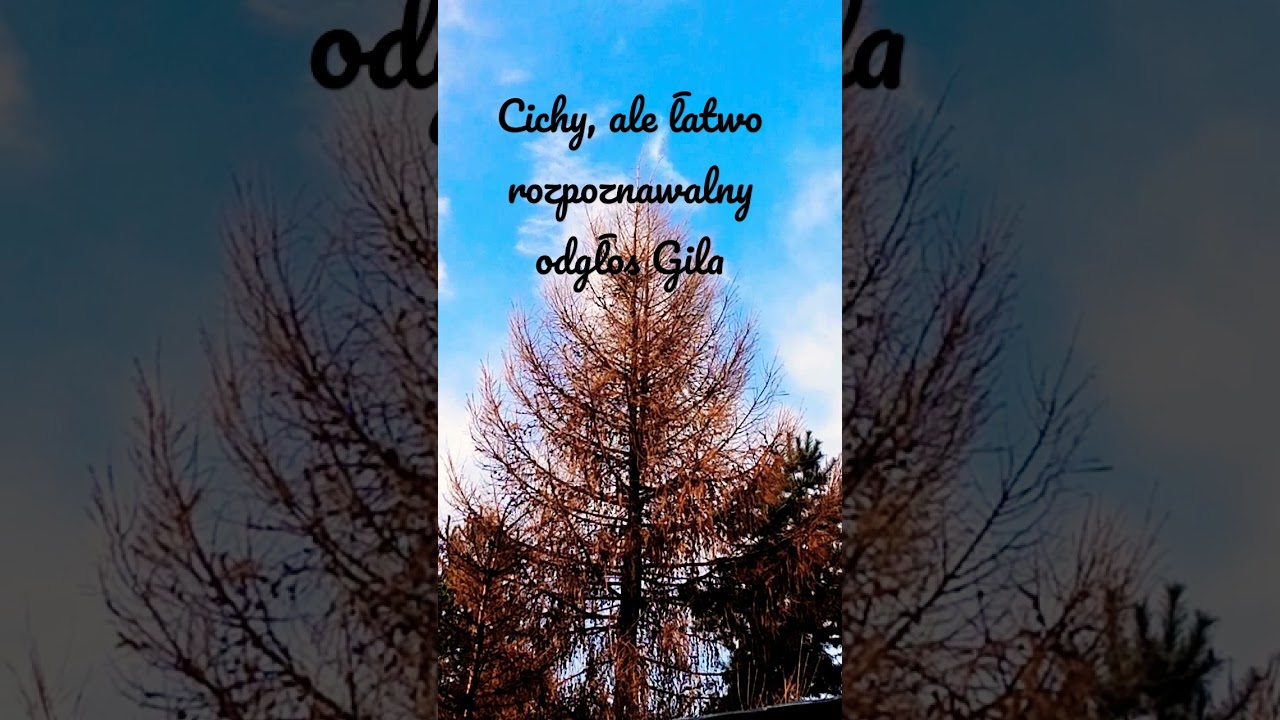 Odgłosy - Gil #1