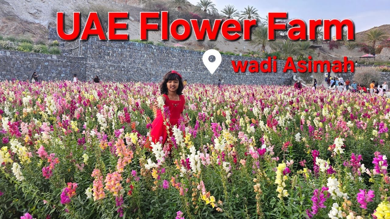 UAE Flower Farm in Asimah Valley | Exploring the Hidden Gem of Fujairah | RishiNishi Travel Diaries