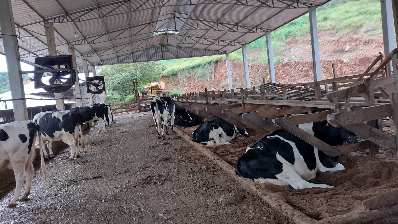 Free stall para 40 vacas, qual o tamanho de um free stall para 40 vacas.