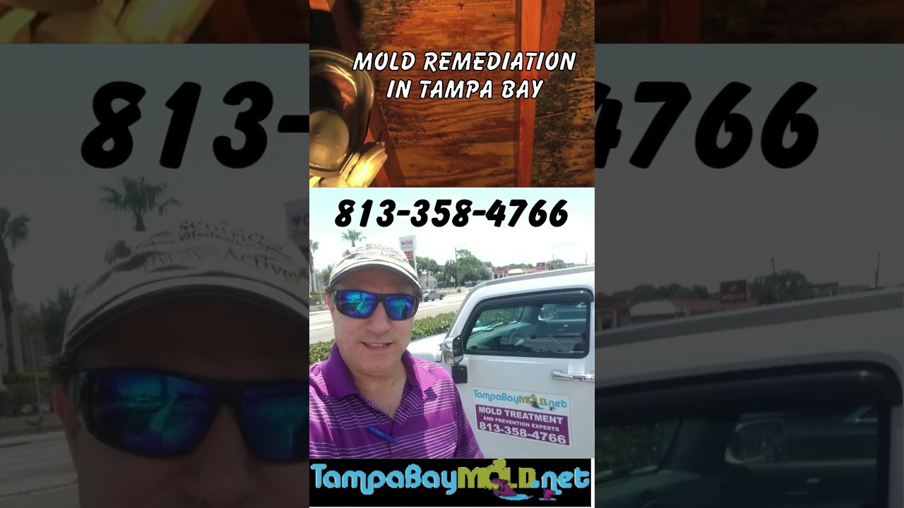 Mold Removal Wesley Chapel FL 813-358-4766 TampaBayMold.net #blackmold #moldremoval