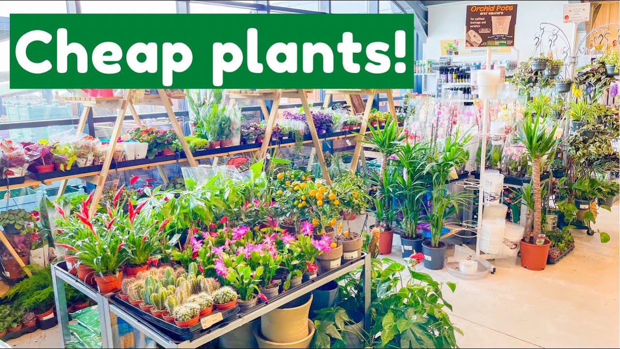 CHEAP Plant Shopping At New Leaf Garden Centre