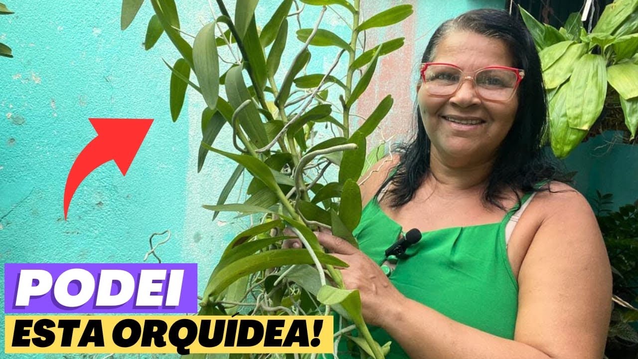 🔵VEJA PORQUE PODEI A ORQUÍDEA RENANTHERA COCCINEA⁉️