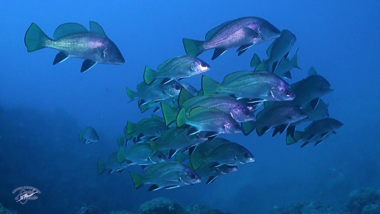 La vita nel Blu dell'Argentario
