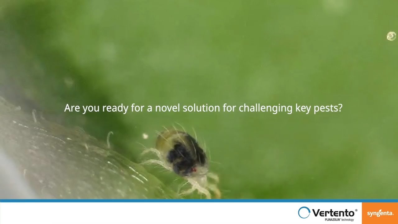 How VERTENTO® insecticide works on tree crop insect pests