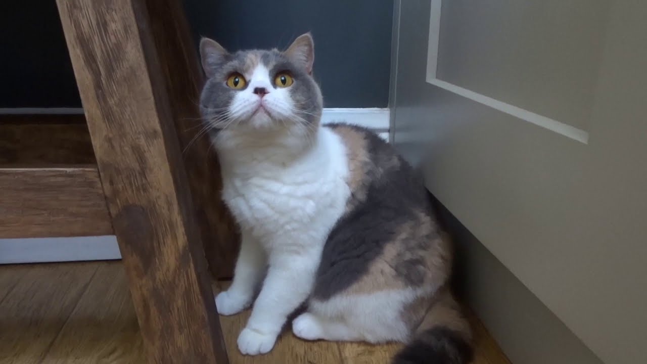 Meet Missie | Calico British Shorthair Cat