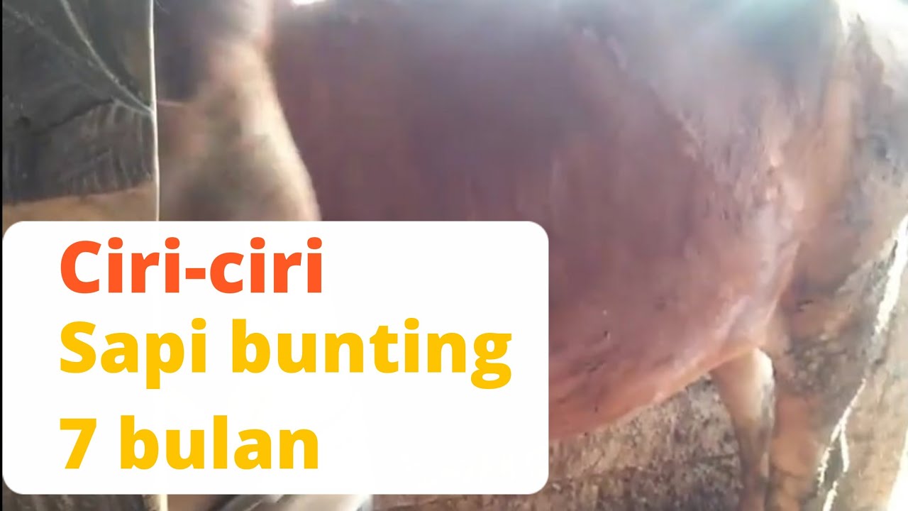 Ciri-ciri sapi bunting 7 bulan dan perbedaannya dengan sapi bunting 6, 5, 4, & 3 bulan