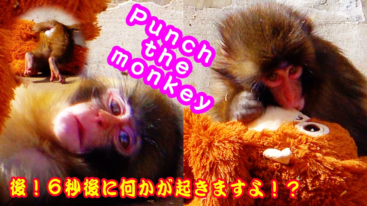 🐒 今日の#がんばれパンチ！🦧 後！六秒後に何かが起こりますよ！？Punch the Monkey　地震かな💥　遊びタイム編 🛝Cお