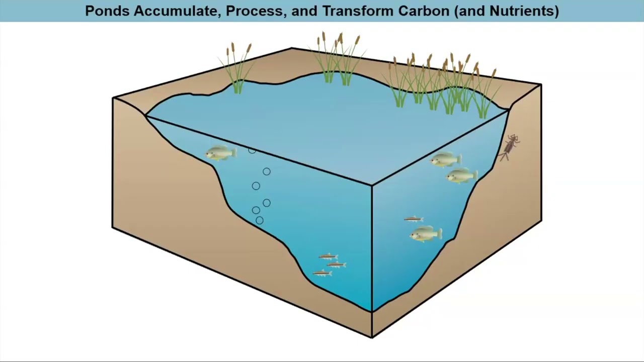 Greenhouse Gas Cycling  and Water Quality in Stormwater Ponds Nicholas Ray 9/11/2025