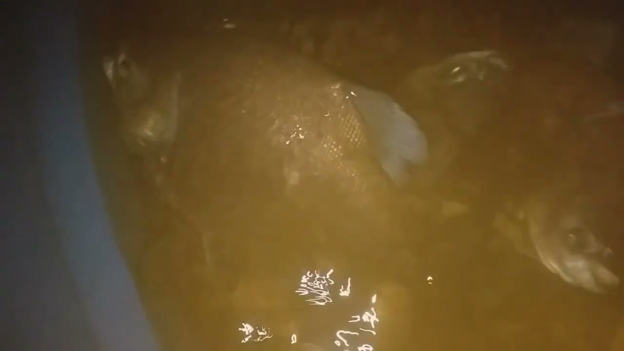 CRIAÇÃO DE PEIXE: TAMBATINGA EM CAIXA D'ÁGUA!