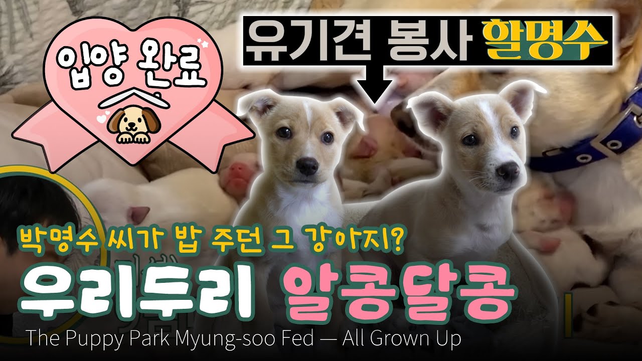 개그맨 박명수 씨가 직접 젖병 물리던 새끼 강아지들이 이렇게 컸습니다 How are the puppies that comedian Park Myung-soo took care of