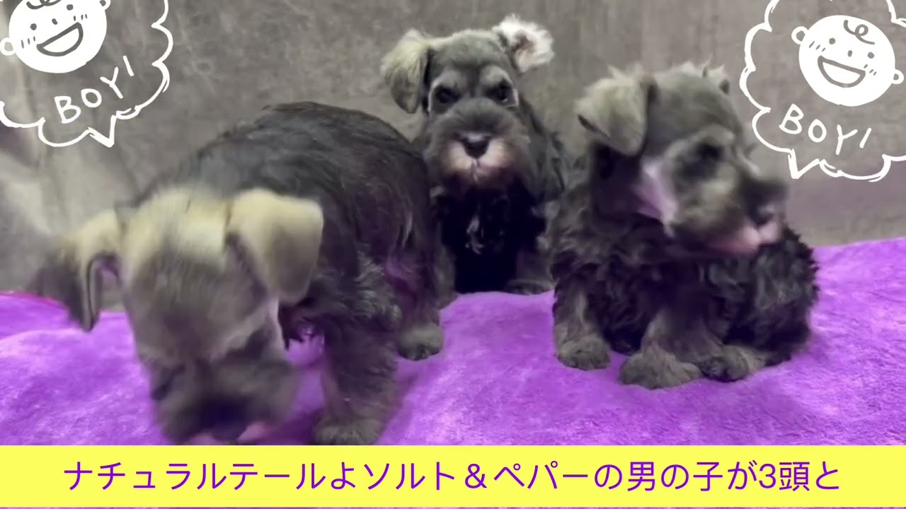 2025.12.2生まれ　ミニチュア・シュナウザー　ナチュラルテール　ソルト＆ペパー仔犬動画