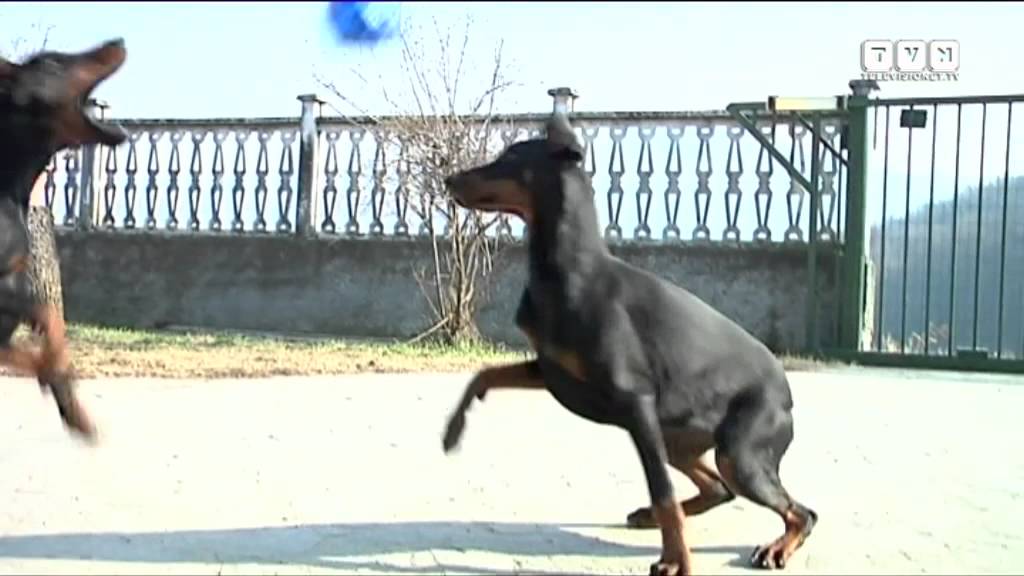Il Dobermann