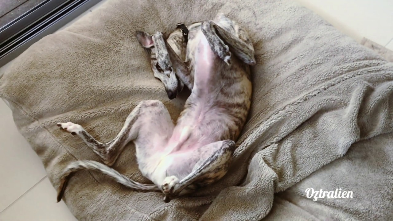 Whippet weird sleeping positions - Roscoe the whippet