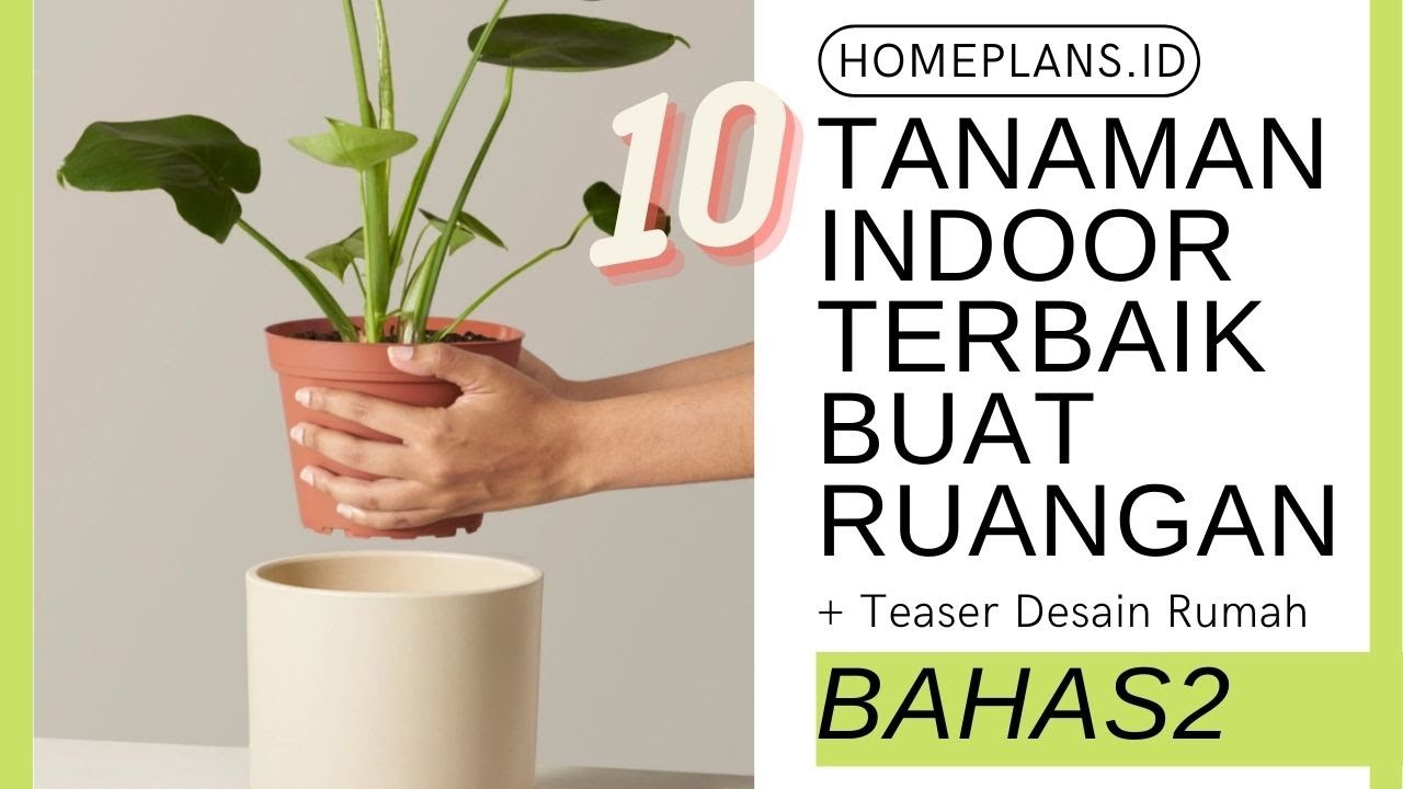 10 Jenis Tanaman Indoor Terbaik buat ditempatkan di Ruangan + Teaser Desain Rumah